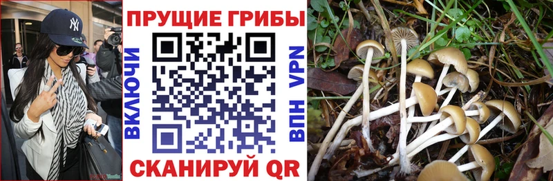 Псилоцибиновые грибы мицелий  продажа наркотиков  Западная Двина 